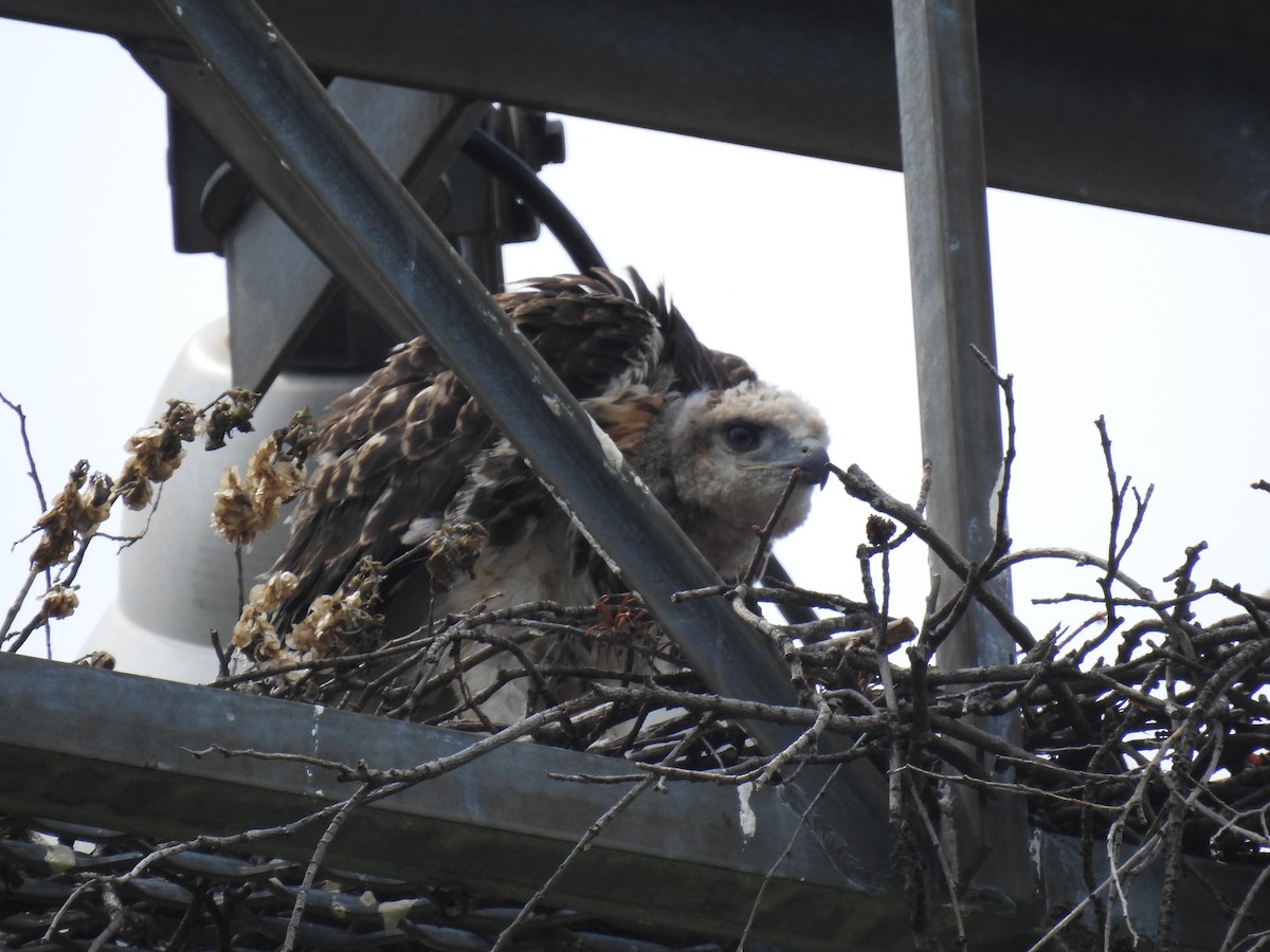 Red-tailed Hawk (borealis) - ML637311016