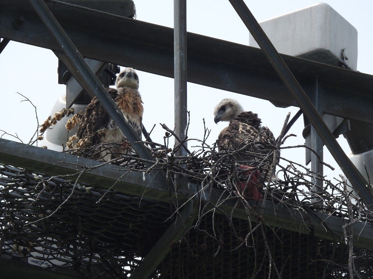 Red-tailed Hawk (borealis) - ML637311017