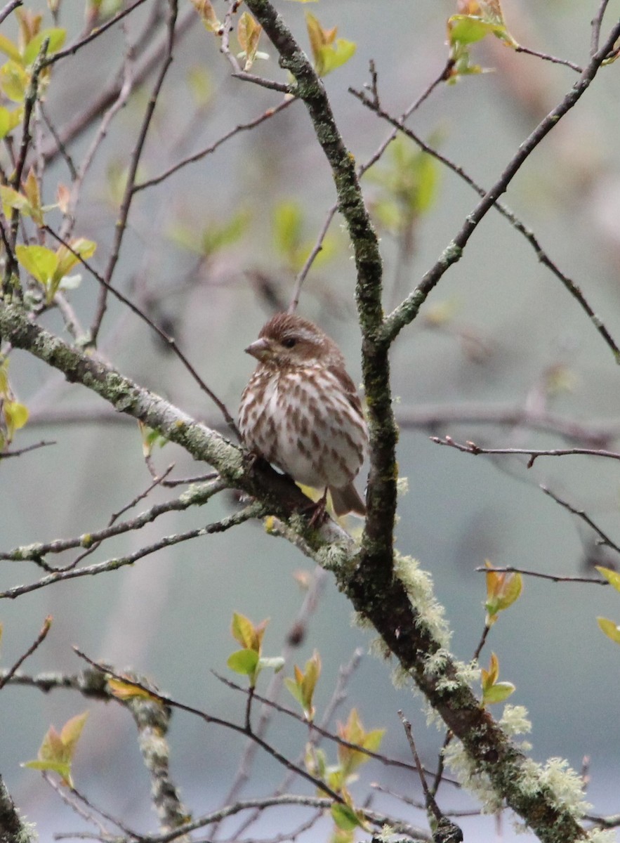 Purple Finch - ML637311069