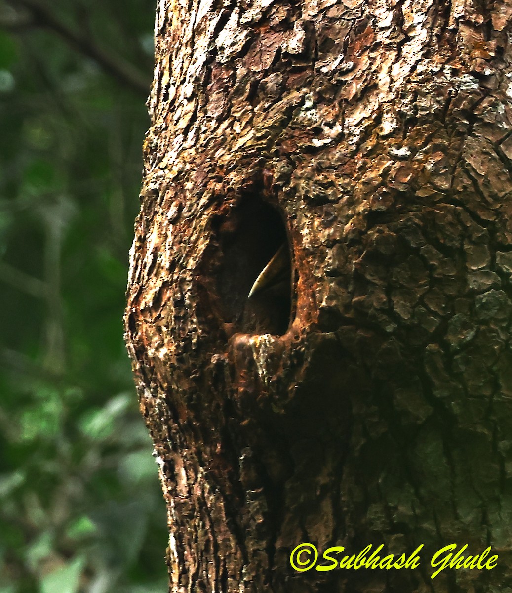 Brown Hornbill - ML637311087