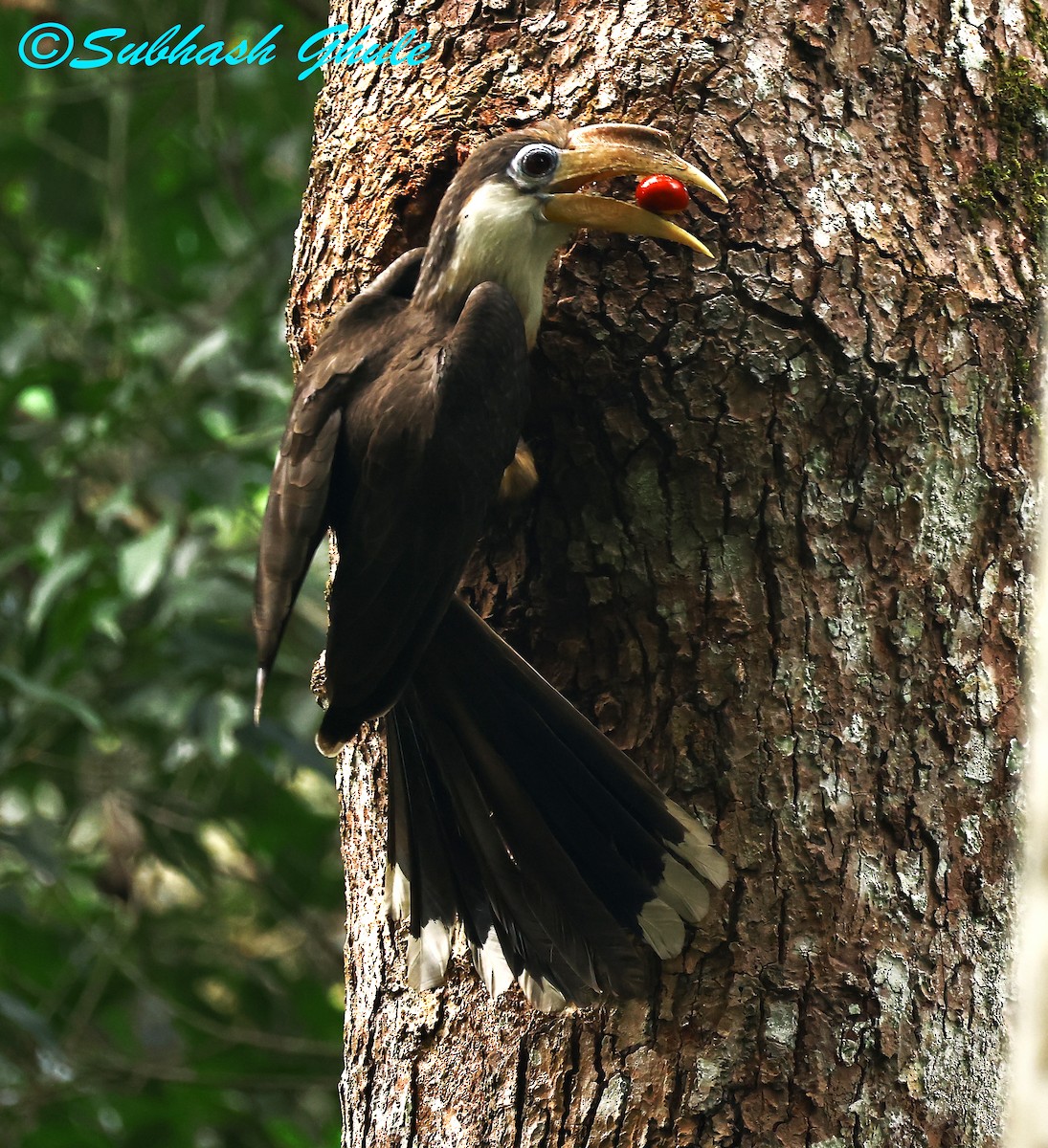 Brown Hornbill - ML637311088