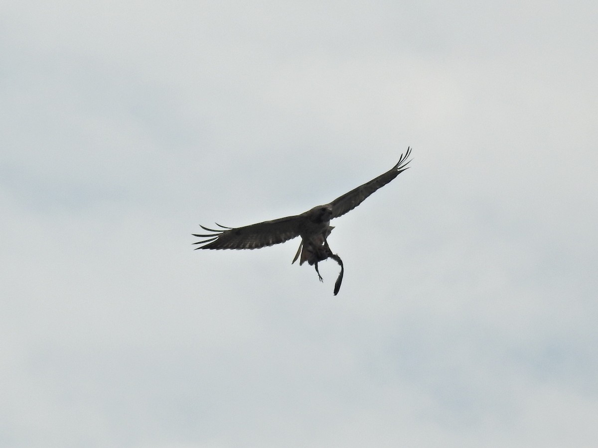 Red-tailed Hawk (borealis) - ML637311093