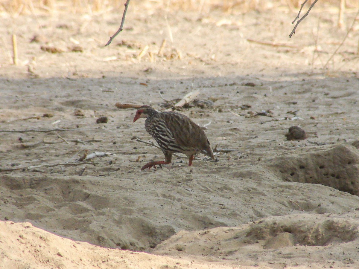 Red-necked Spurfowl - ML637311141