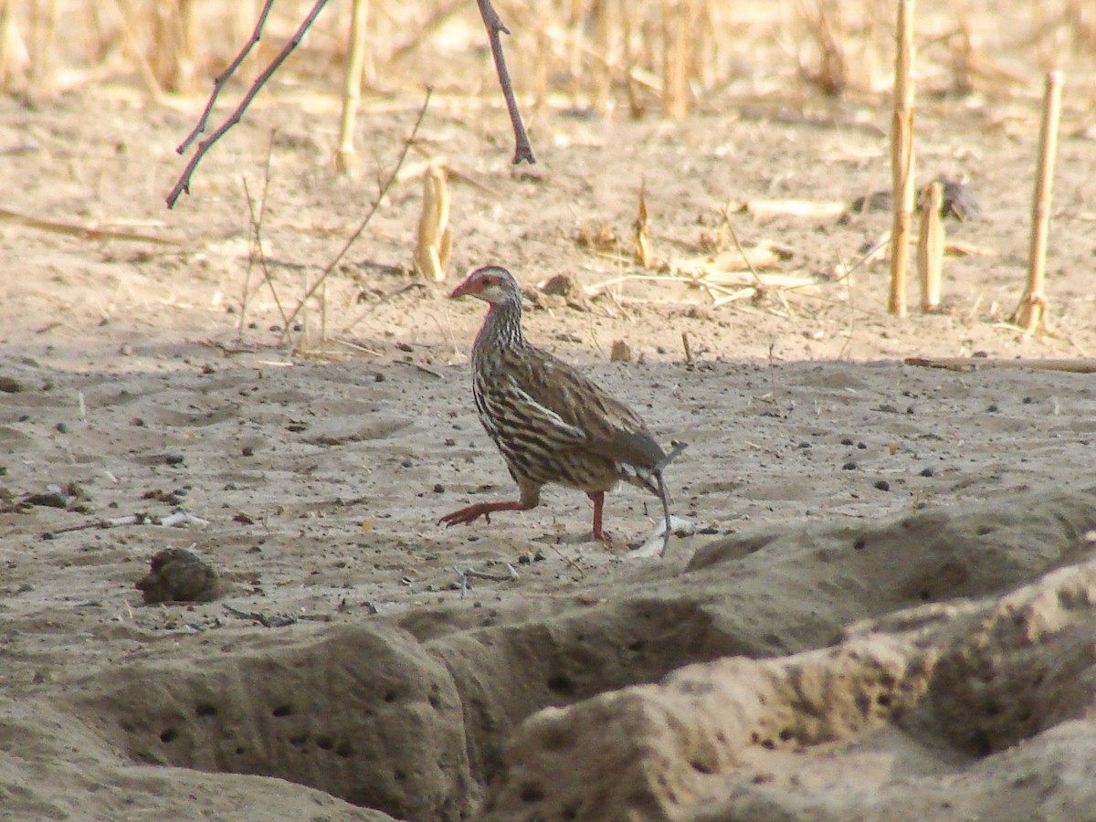 Red-necked Spurfowl - ML637311142