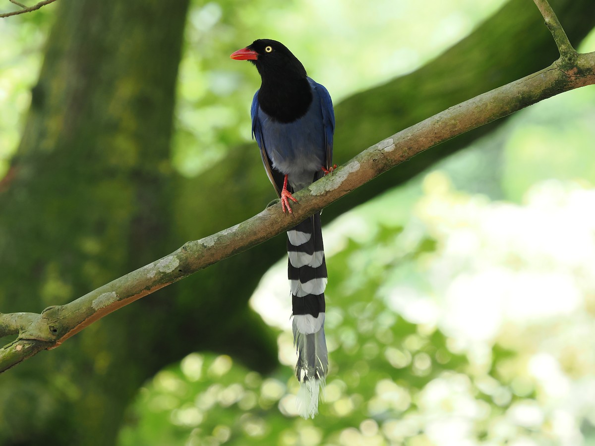 Taiwan Blue-Magpie - ML637311143