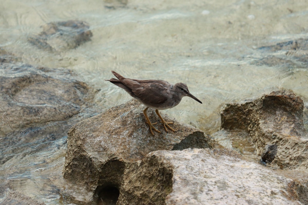 Wandering Tattler - ML637311145
