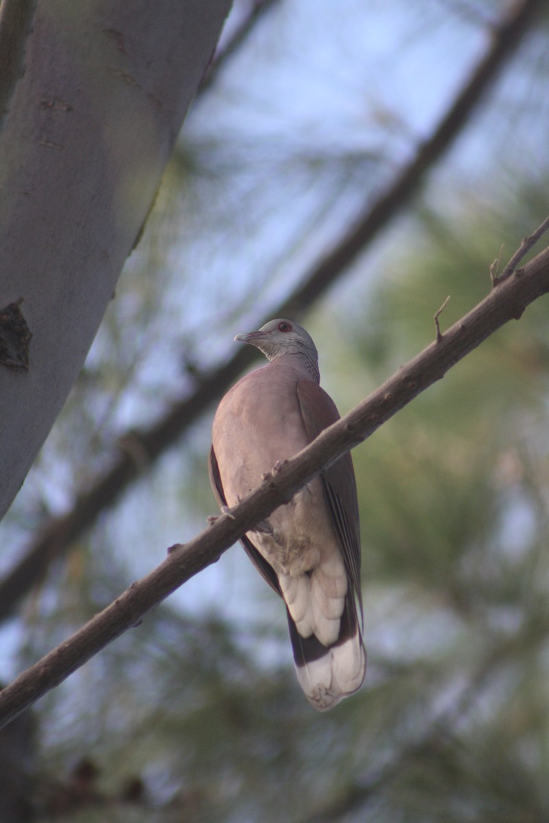Malagasy Turtle-Dove - ML637311164