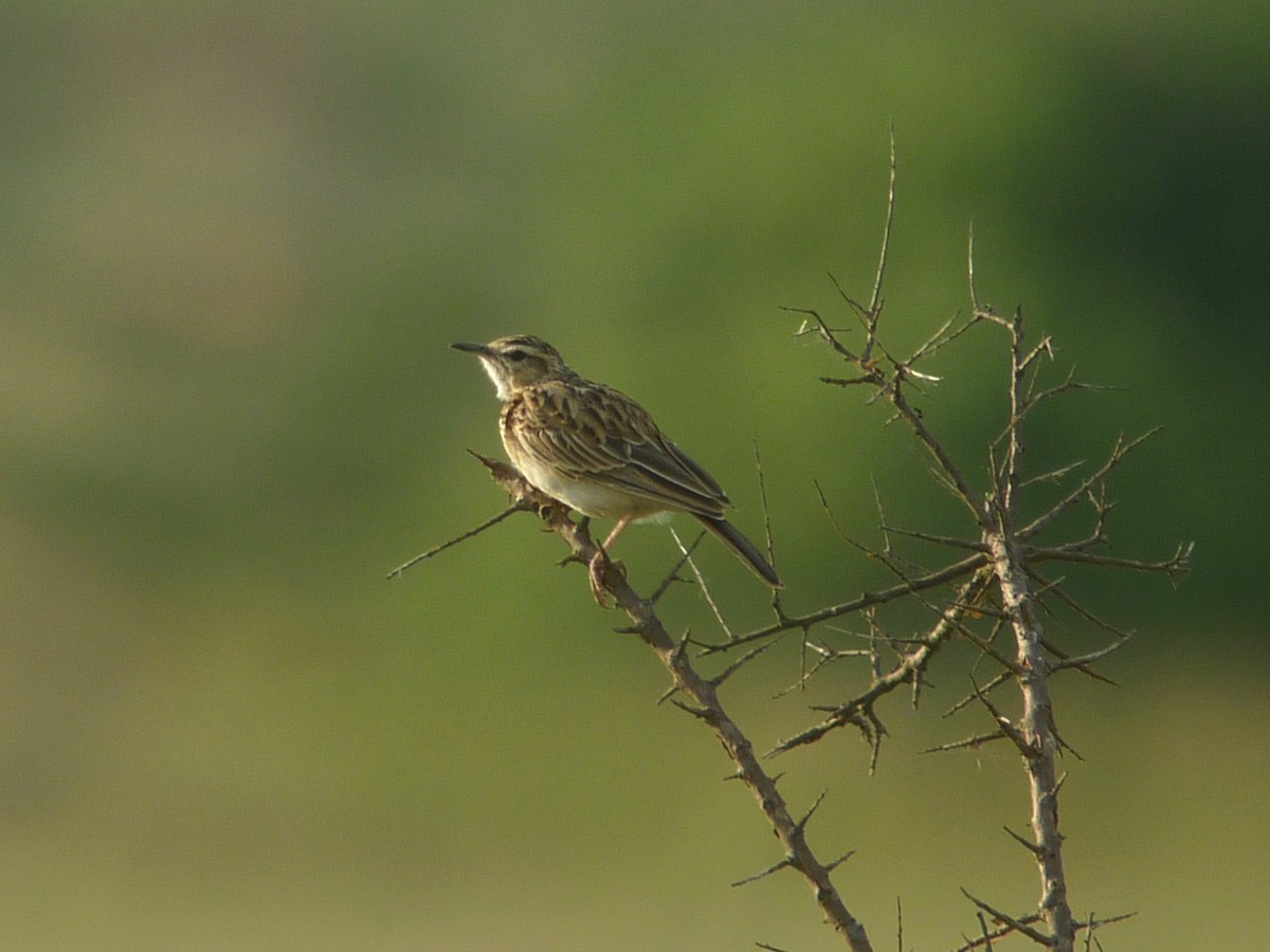 Short-clawed Lark - ML637311173
