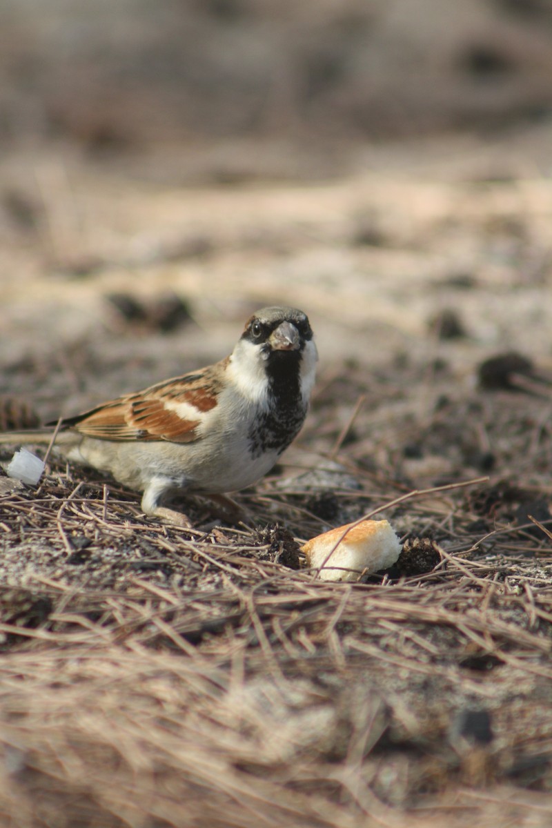 Оронгийн бор шувуу - ML637311174