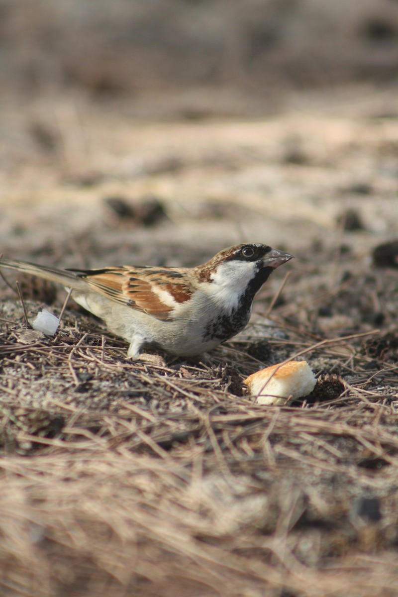 Оронгийн бор шувуу - ML637311175