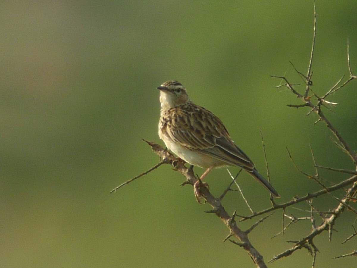 Short-clawed Lark - ML637311176