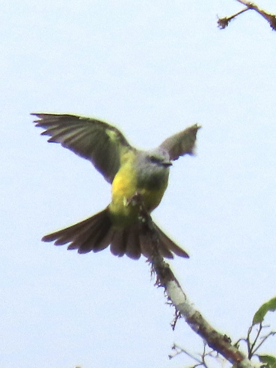 Tropical Kingbird - ML637311229