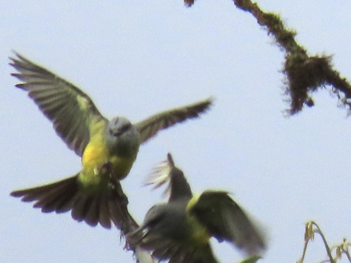 Tropical Kingbird - ML637311230