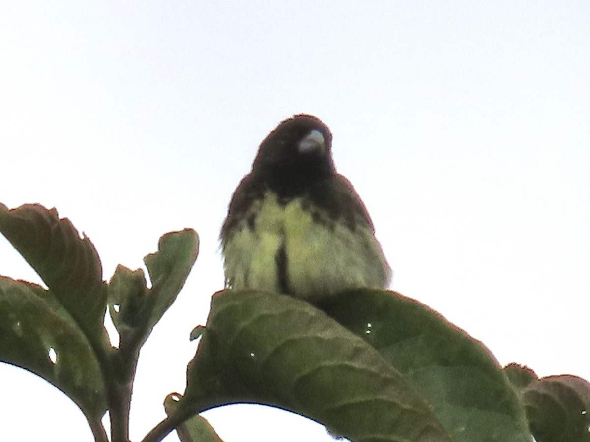 Yellow-bellied Seedeater - ML637311241
