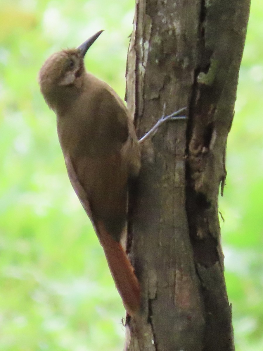 Plain-brown Woodcreeper - ML637311286