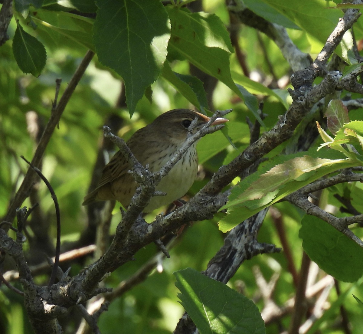 Lanceolated Warbler - ML637311326