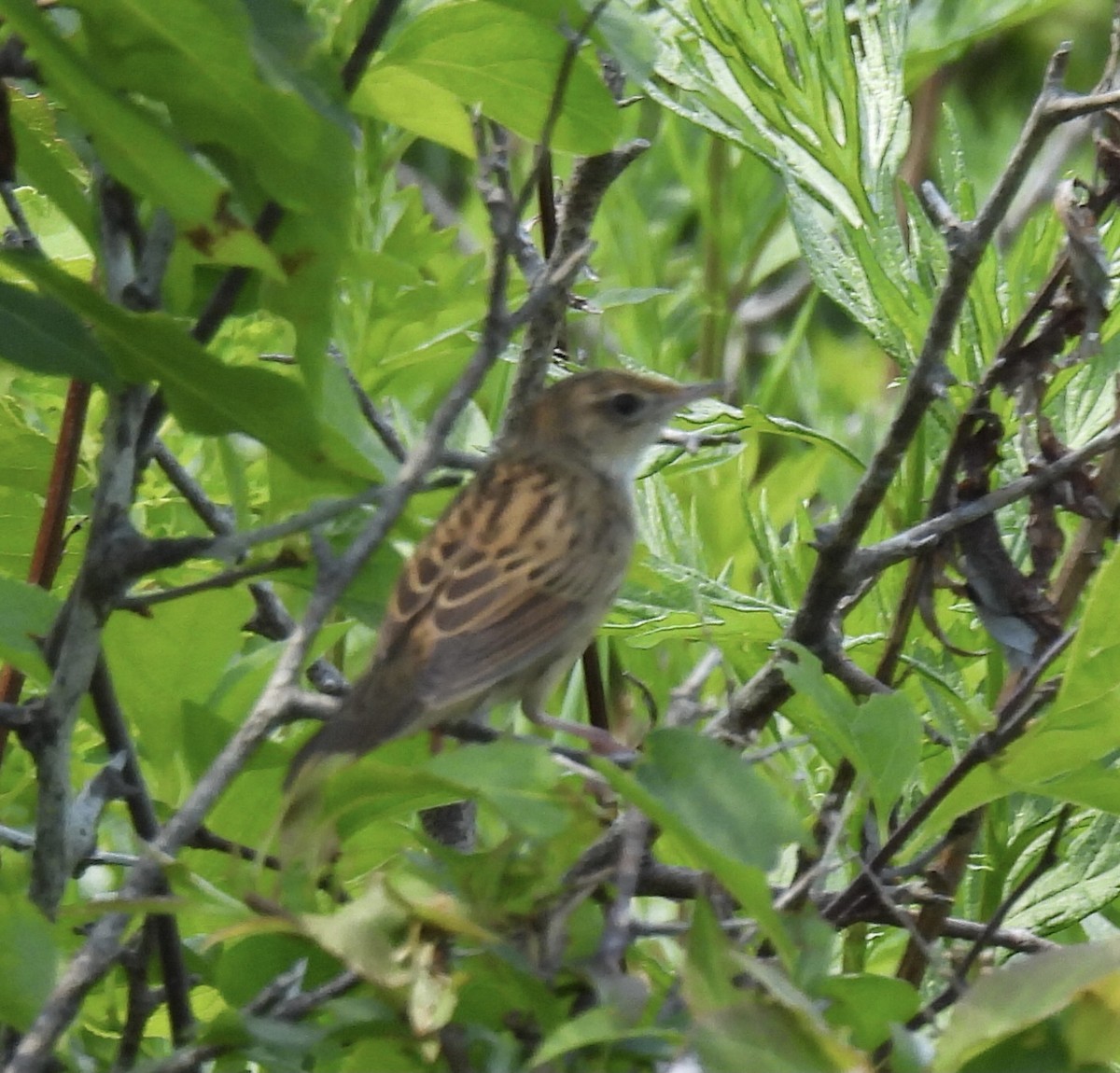 Lanceolated Warbler - ML637311327