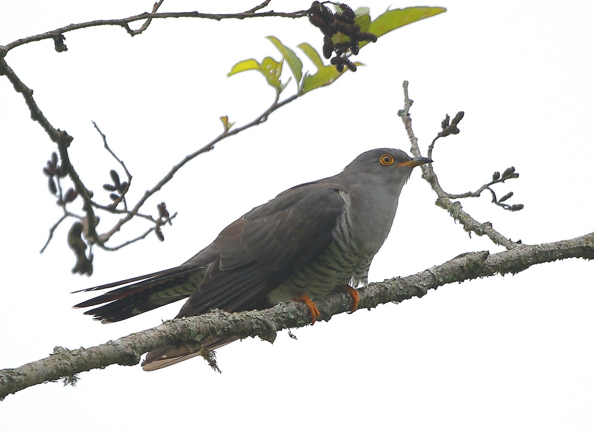 Common Cuckoo - ML637311362