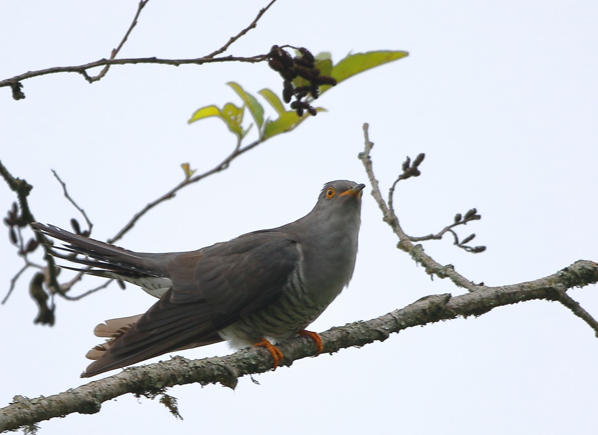 Common Cuckoo - ML637311363