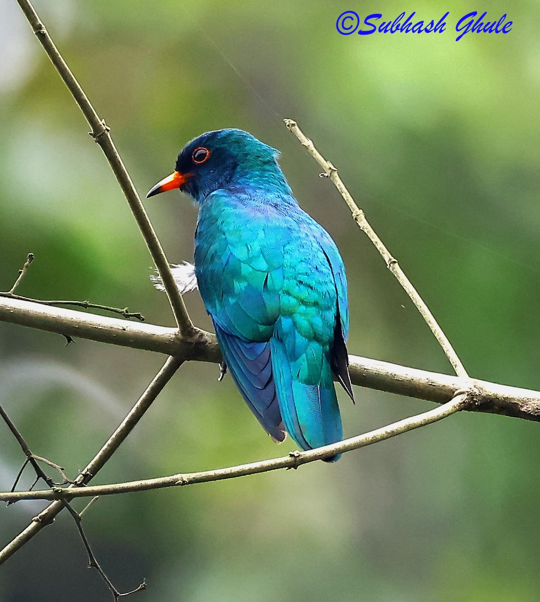 Asian Emerald Cuckoo - ML637311404