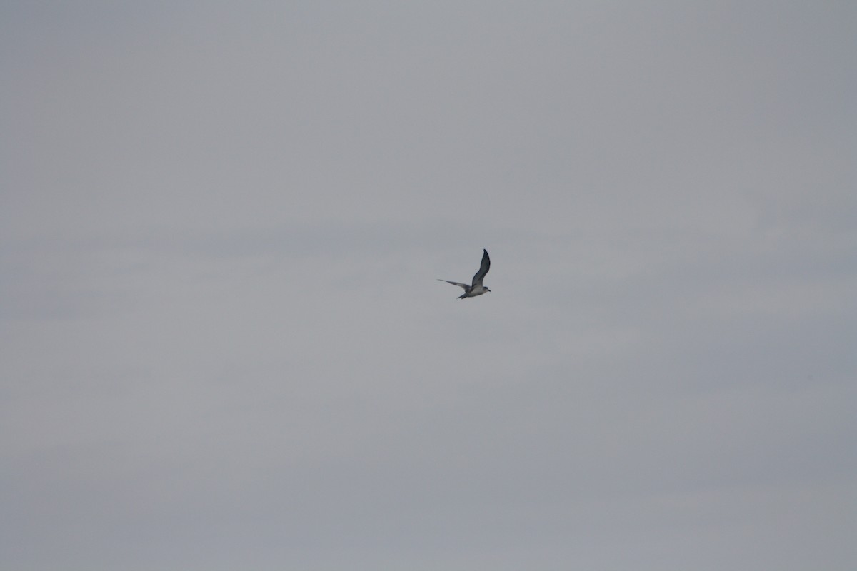 Barau's Petrel - ML637311453