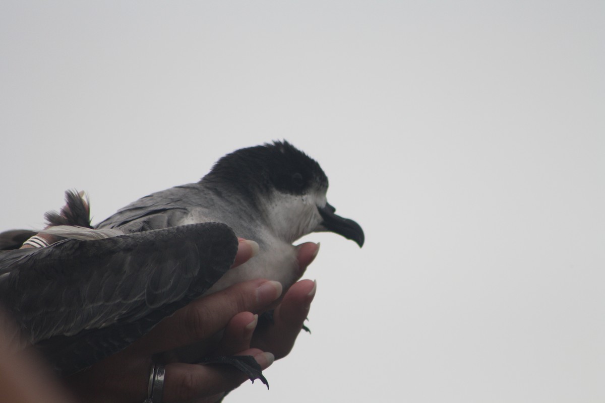 Barau's Petrel - ML637311454