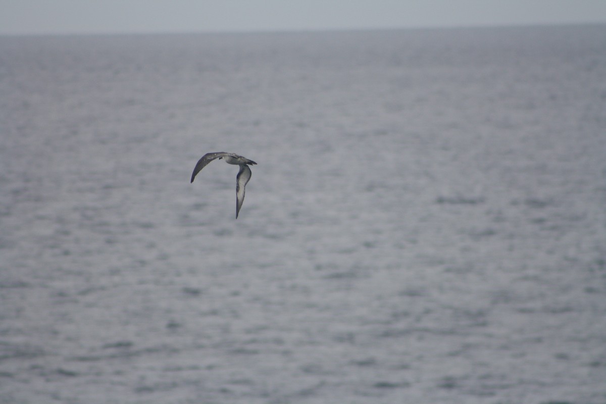 Barau's Petrel - ML637311455