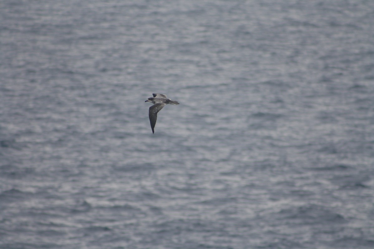 Barau's Petrel - ML637311456