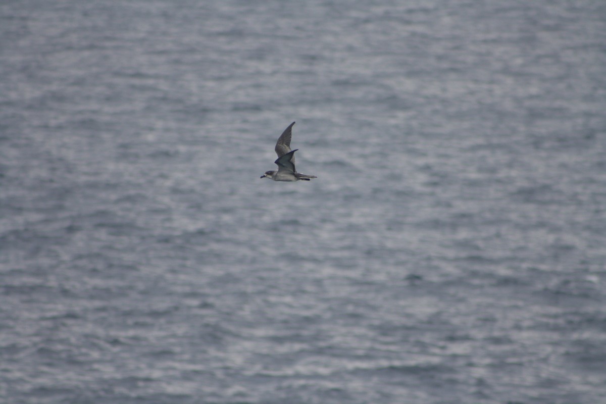 Barau's Petrel - ML637311457