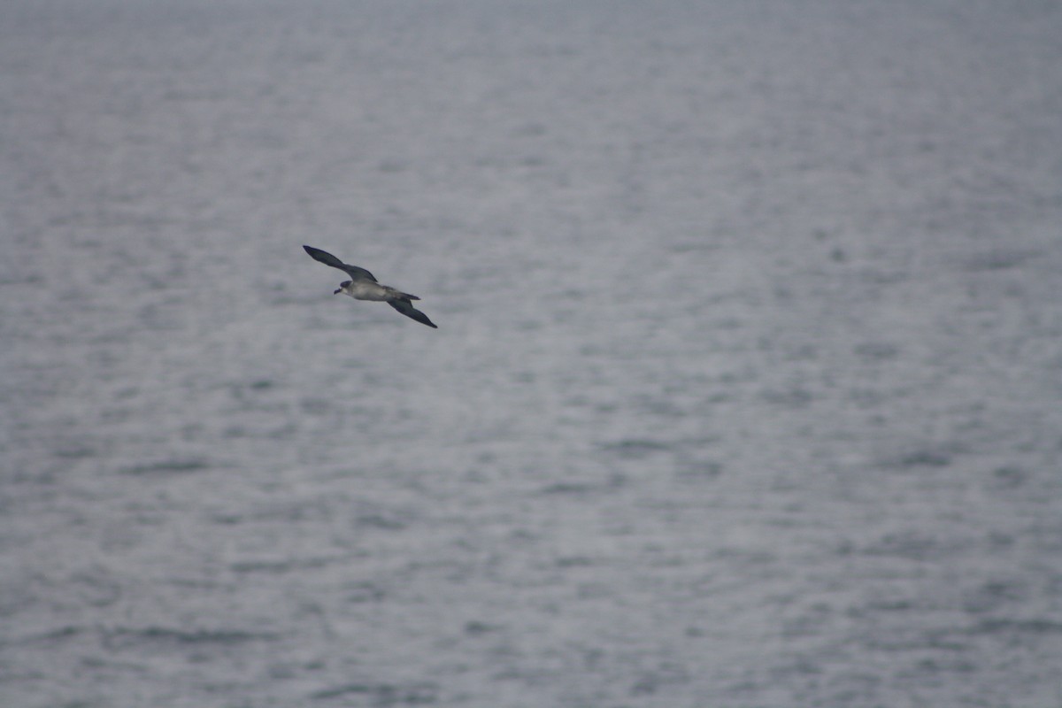 Barau's Petrel - ML637311458
