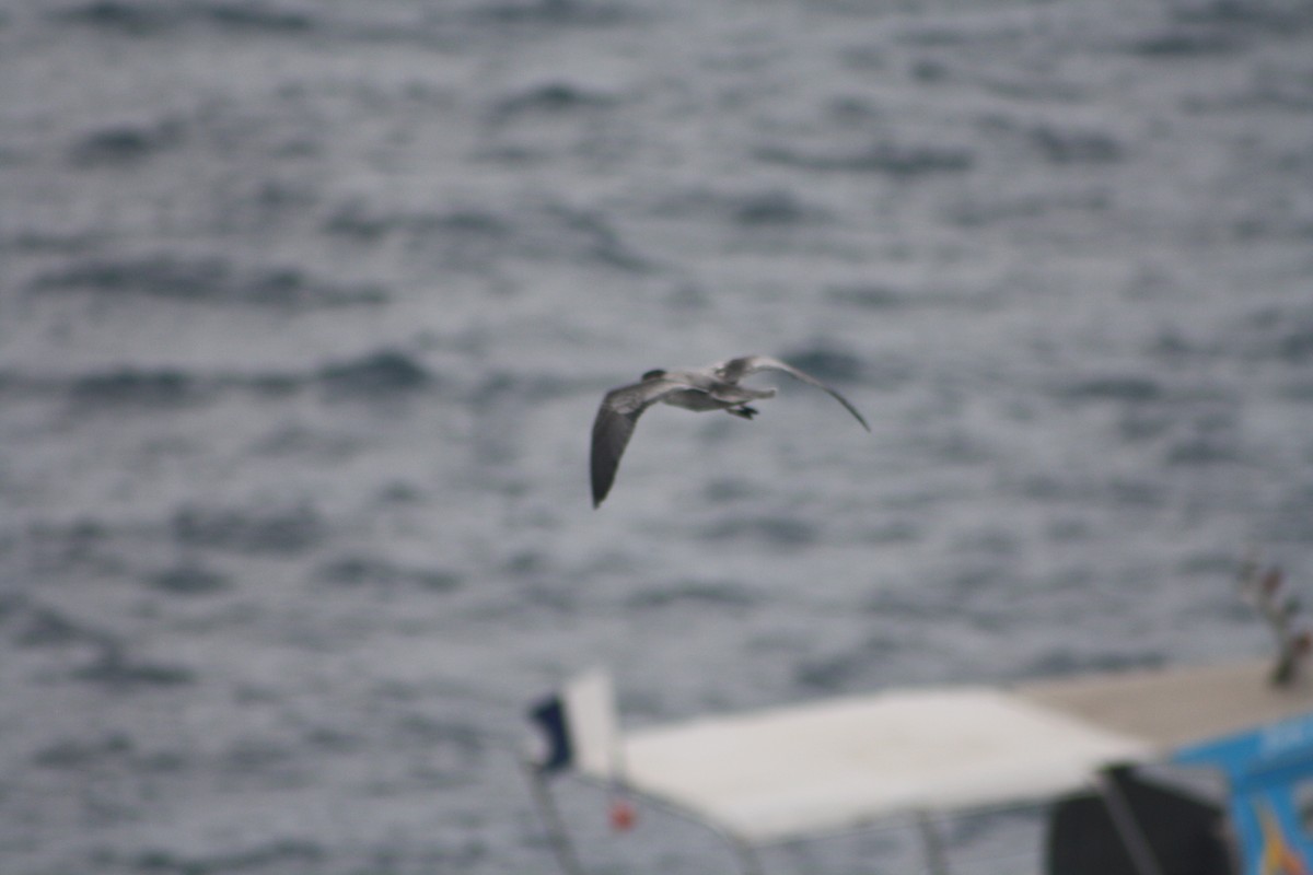 Barau's Petrel - ML637311459