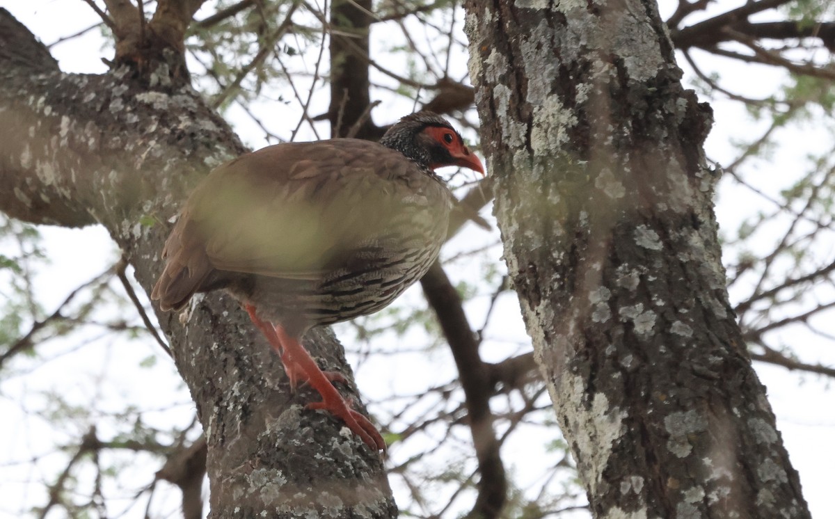 Red-necked Spurfowl (Northern) - ML637311483
