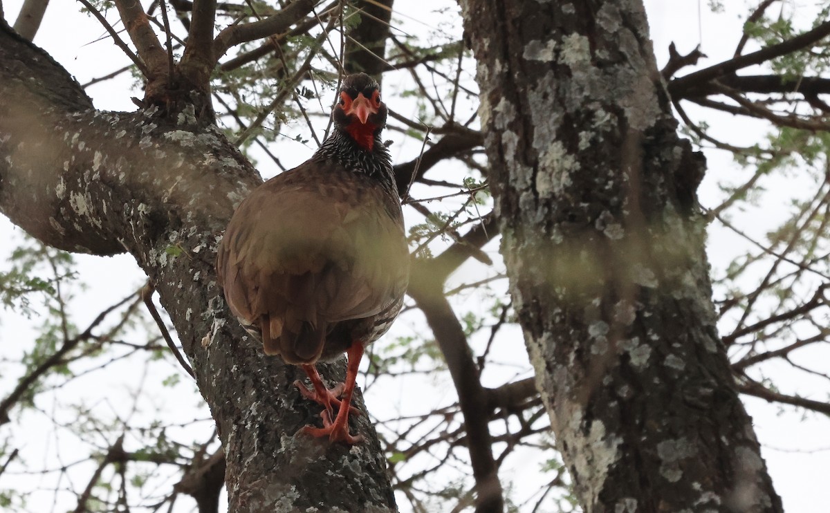 Red-necked Spurfowl (Northern) - ML637311484