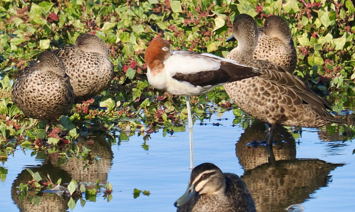Red-necked Avocet - ML637311496