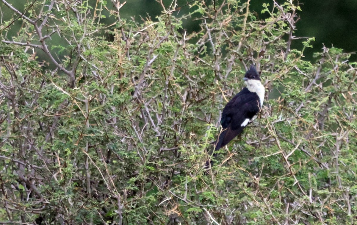 Pied Cuckoo - ML637311559