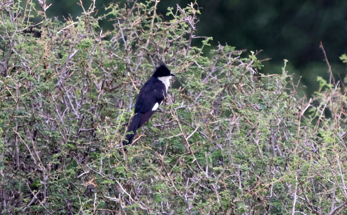 Pied Cuckoo - ML637311560
