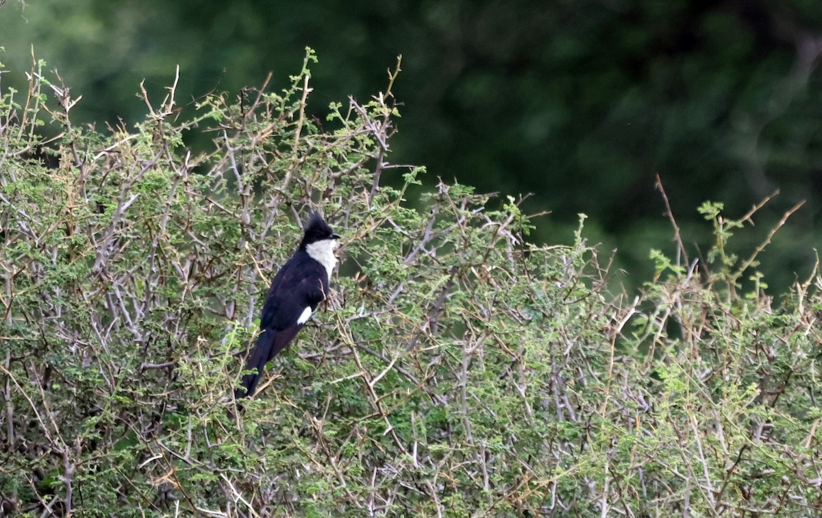 Pied Cuckoo - ML637311561