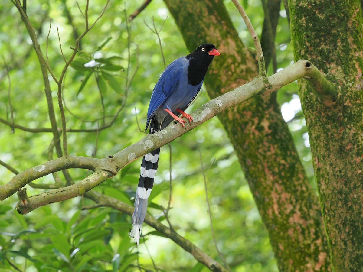 Taiwan Blue-Magpie - ML637311584