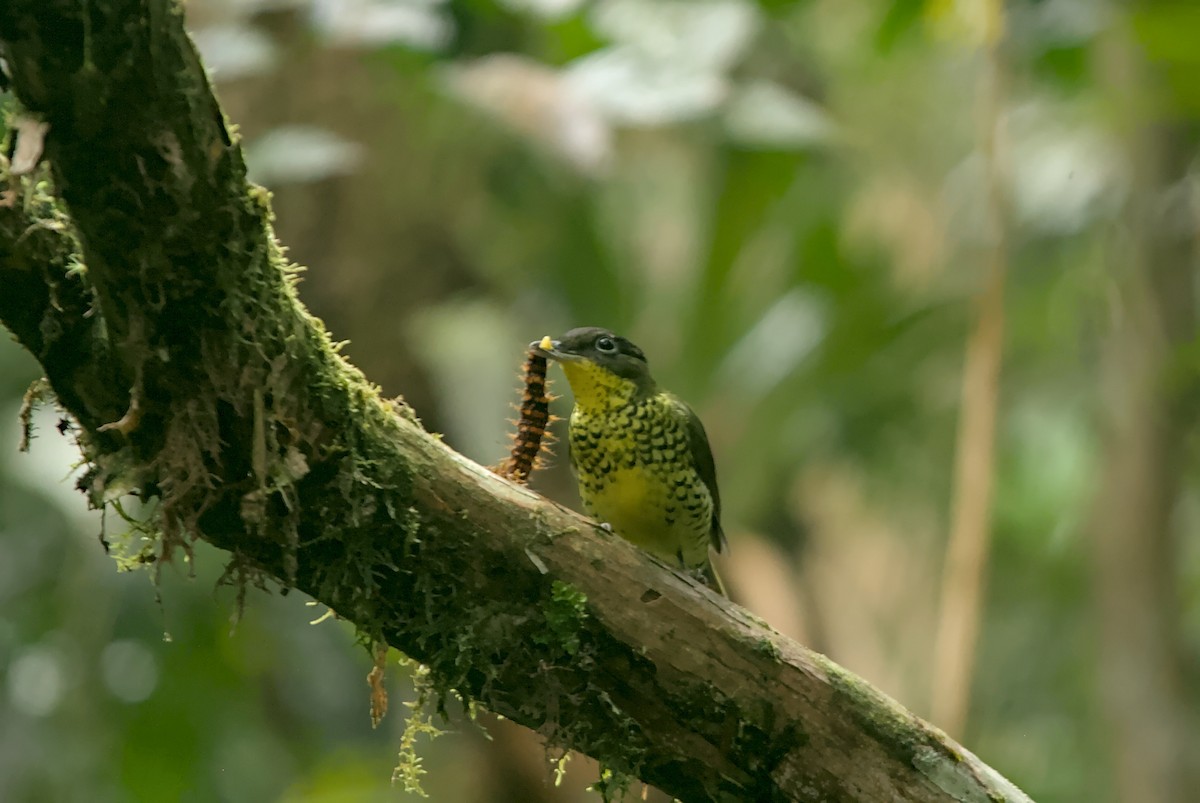 Brazilian Laniisoma - ML637311646