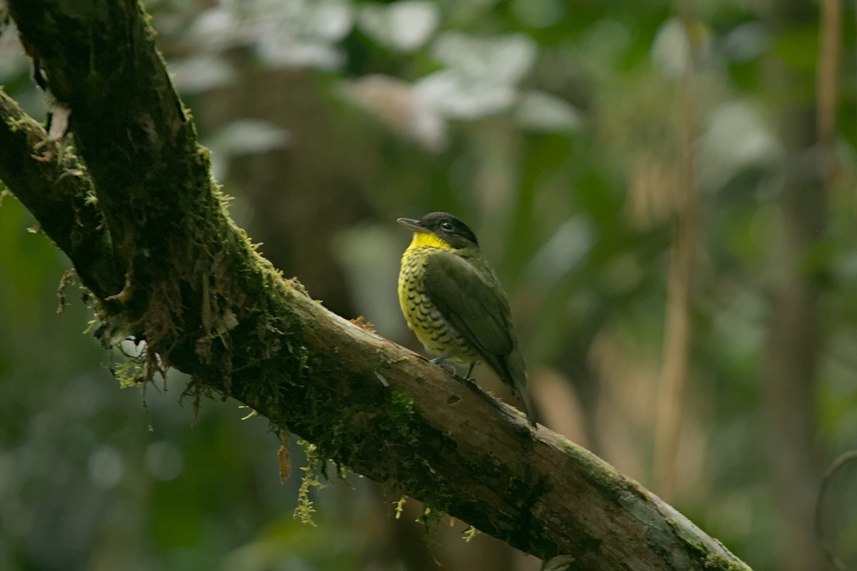 Brazilian Laniisoma - ML637311647