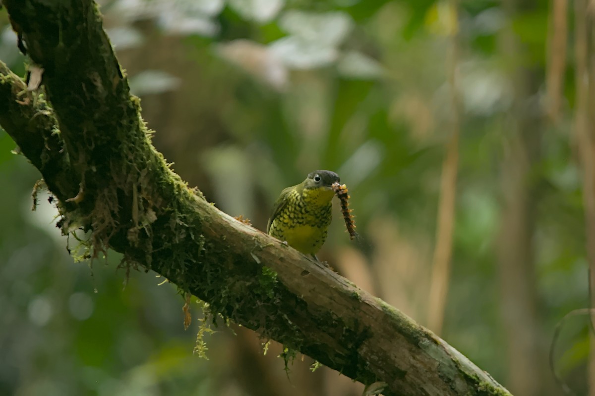 Brazilian Laniisoma - ML637311648