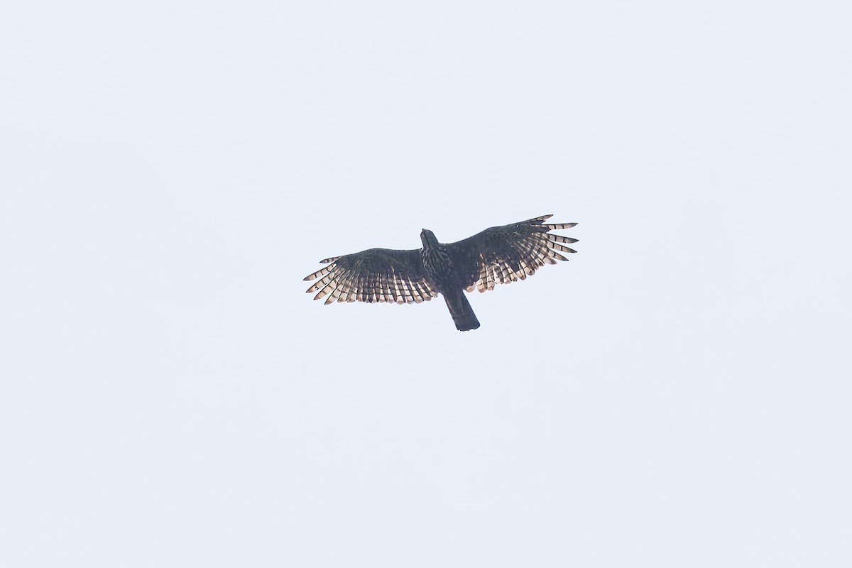 Aigle huppé - ML637311662