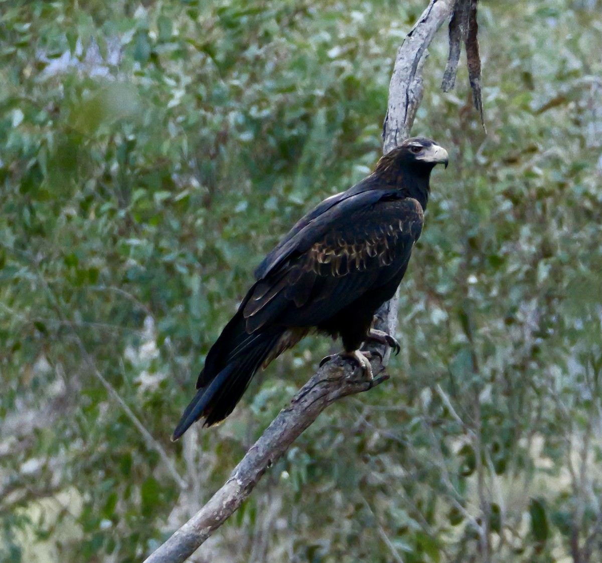 Wedge-tailed Eagle - ML637311764