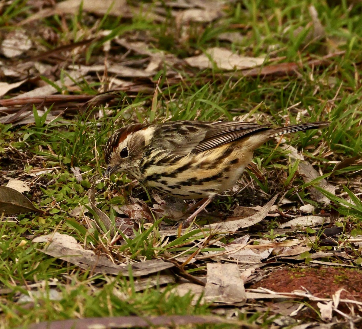 Speckled Warbler - ML637311769