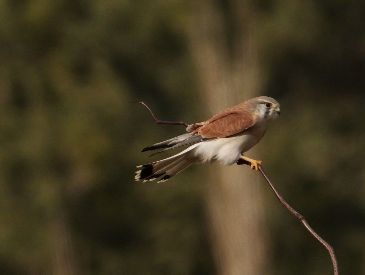 Nankeen Kestrel - ML637311780