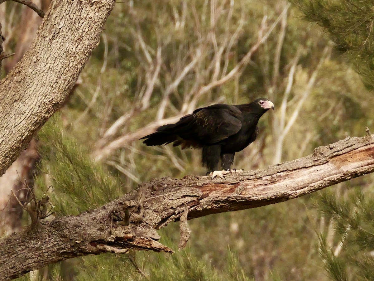 Wedge-tailed Eagle - ML637311783