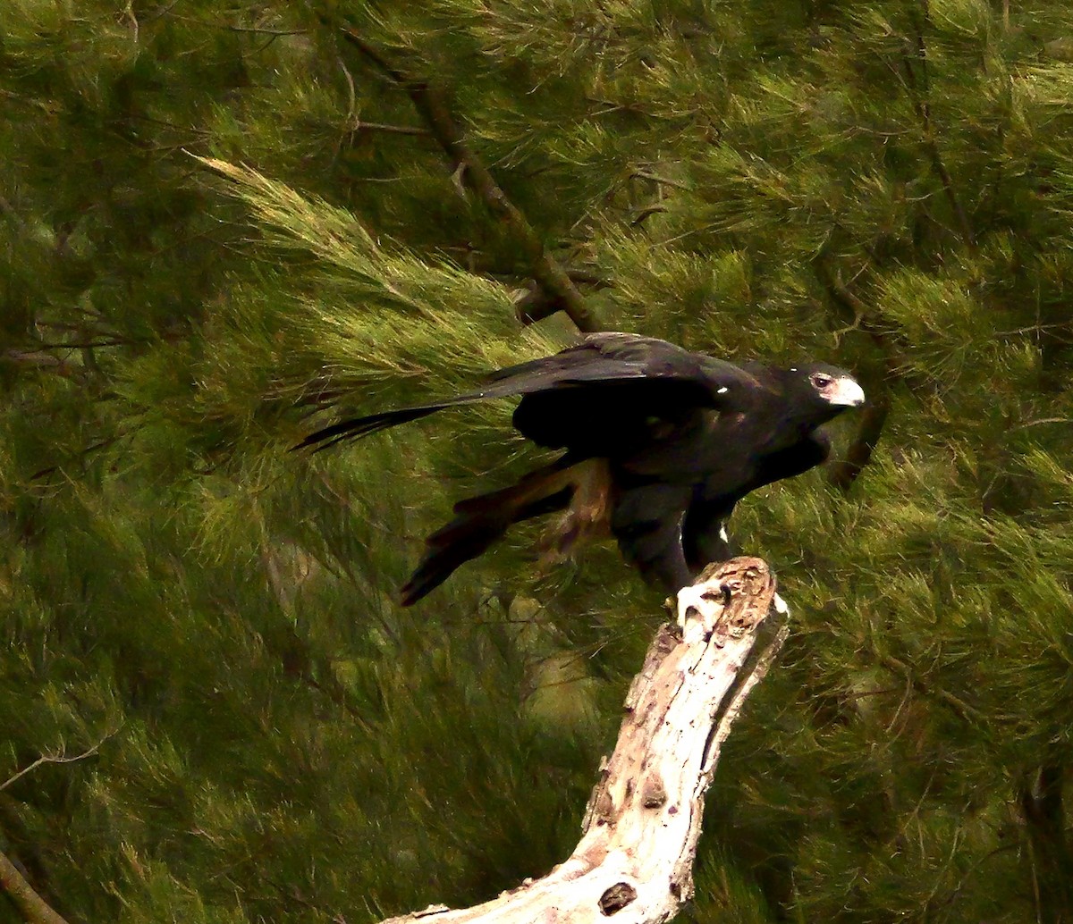 Wedge-tailed Eagle - ML637311784