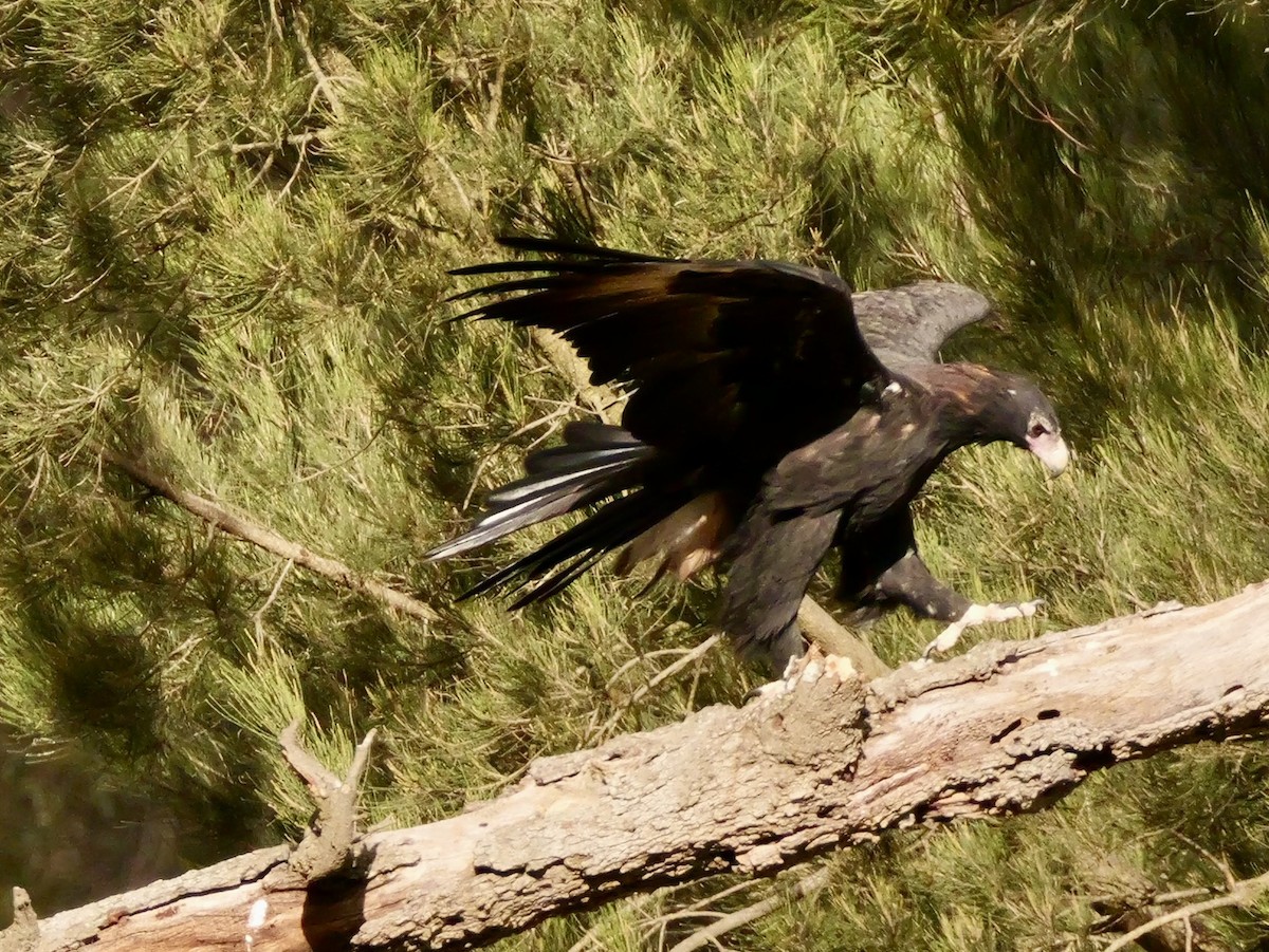 Wedge-tailed Eagle - ML637311785