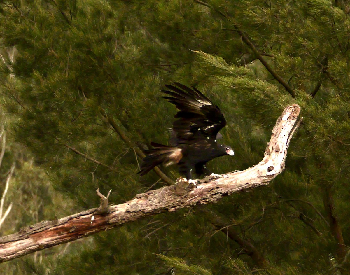 Wedge-tailed Eagle - ML637311786