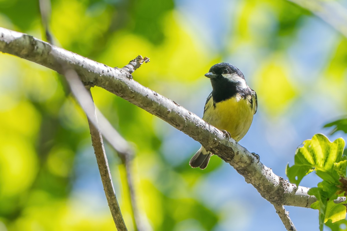 Mésange gracieuse - ML637311861